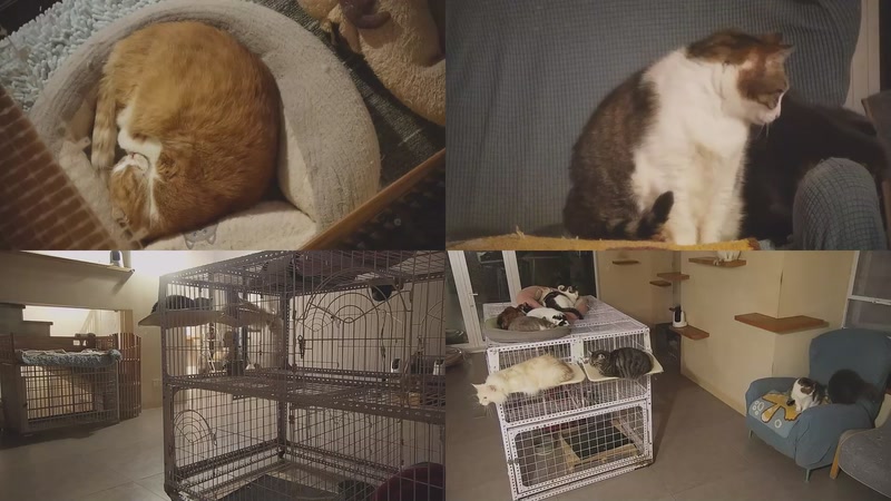 【2025-12-02 18点场】喵放送：喵放送☀️喵呜~