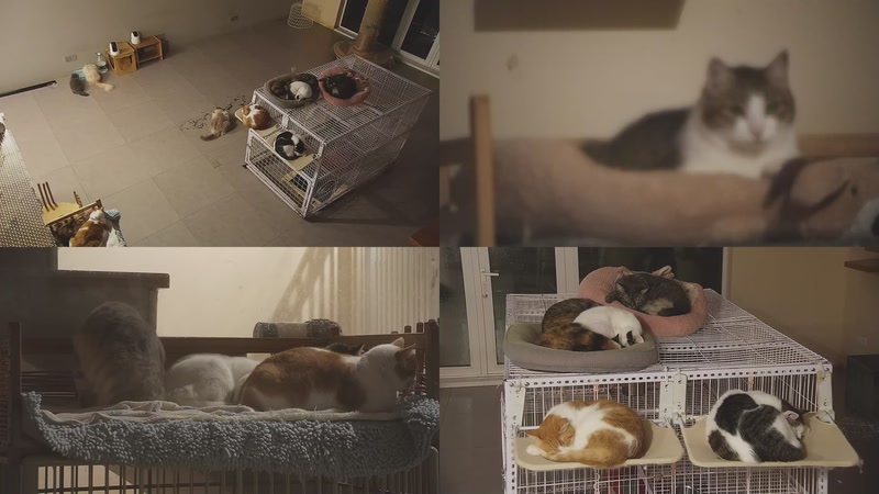 【2025-12-01 22点场】喵放送：喵放送☀️喵呜~