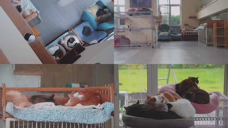 【2025-12-02 10点场】喵放送：喵放送☀️喵呜~