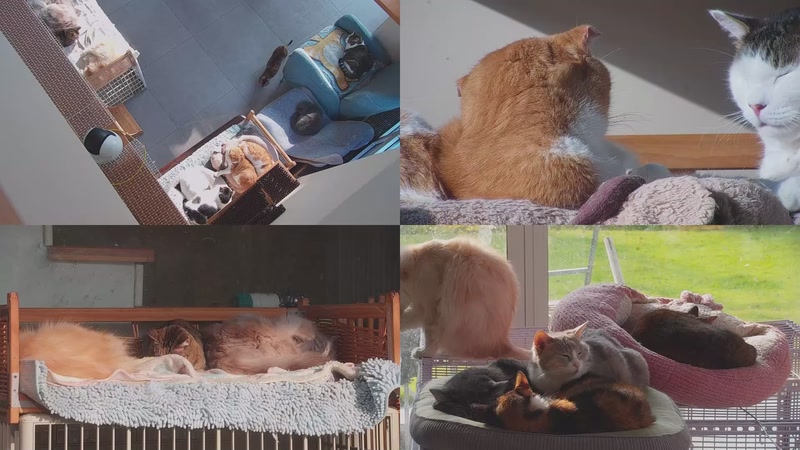 【2025-12-02 08点场】喵放送：喵放送☀️喵呜~