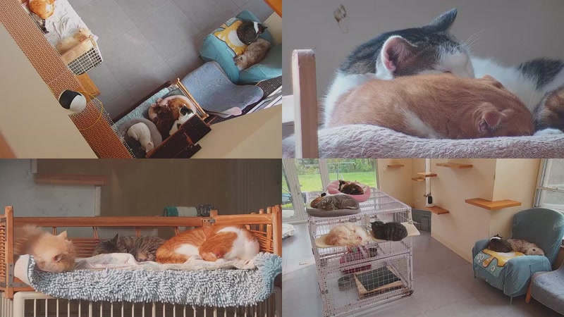 【2025-12-02 14点场】喵放送：喵放送☀️喵呜~