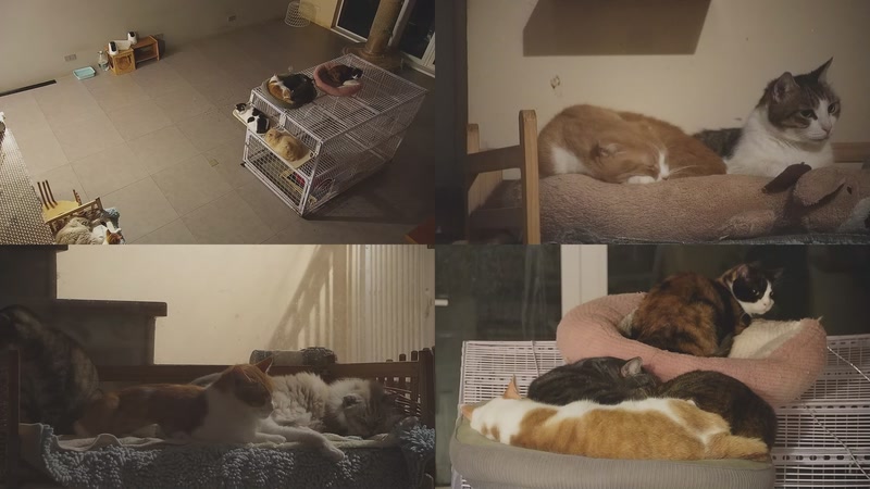 【2025-12-03 00点场】喵放送：喵放送☀️喵呜~