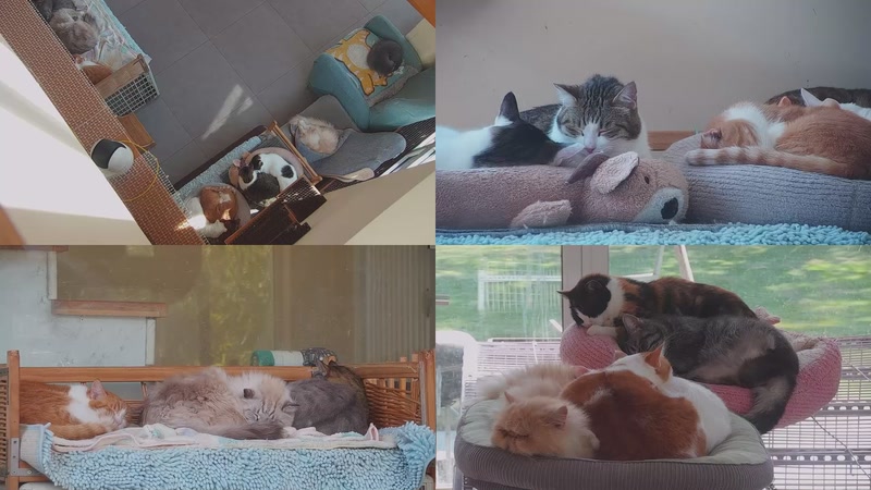 【2025-12-03 11点场】喵放送：喵放送☀️喵呜~