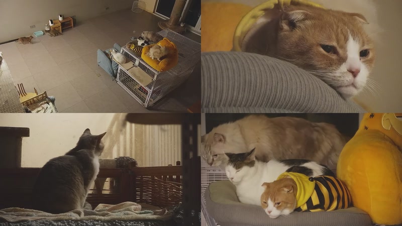 【2025-12-03 19点场】喵放送：喵放送☀️喵呜~