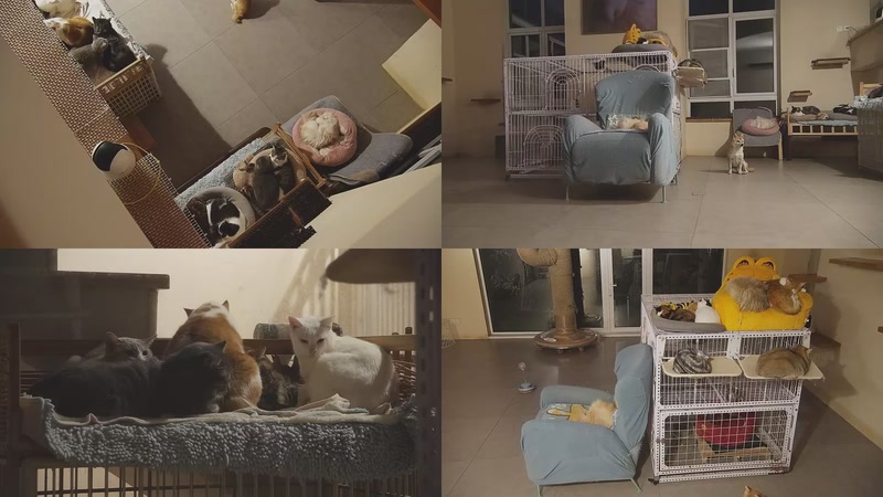 【2025-12-03 17点场】喵放送：喵放送☀️喵呜~