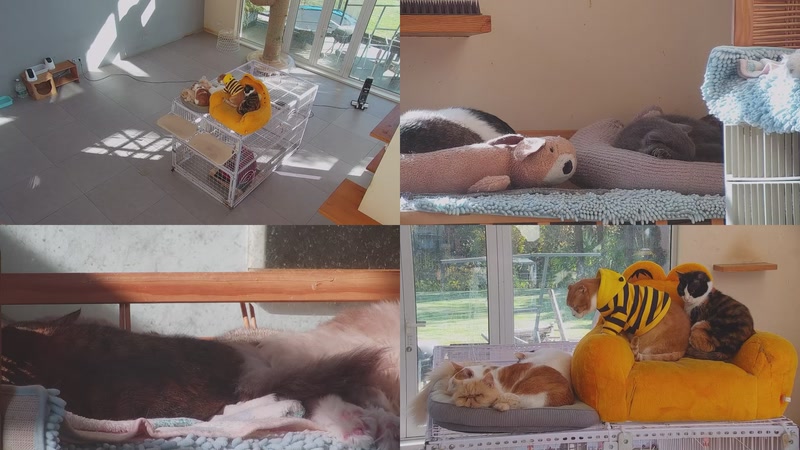 【2025-12-03 13点场】喵放送：喵放送☀️喵呜~