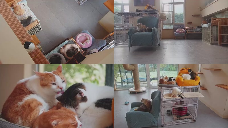 【2025-12-04 16点场】喵放送：喵放送☀️喵呜~