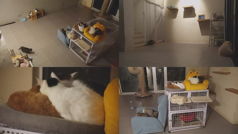 【2025-12-04 18点场】喵放送：喵放送☀️喵呜~