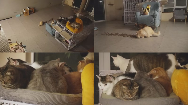 【2025-12-04 20点场】喵放送：喵放送☀️喵呜~