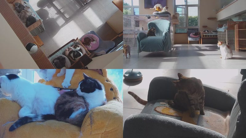 【2025-12-04 10点场】喵放送：喵放送☀️喵呜~