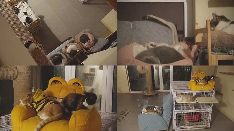 【2025-12-03 21点场】喵放送：喵放送☀️喵呜~