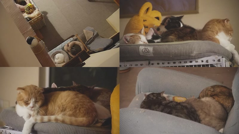 【2025-12-05 00点场】喵放送：喵放送☀️喵呜~