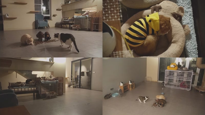 【2025-12-05 20点场】喵放送：喵放送☀️喵呜~