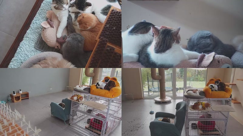 【2025-12-05 10点场】喵放送：喵放送☀️喵呜~