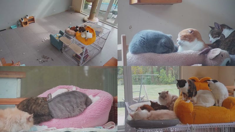 【2025-12-05 12点场】喵放送：喵放送☀️喵呜~