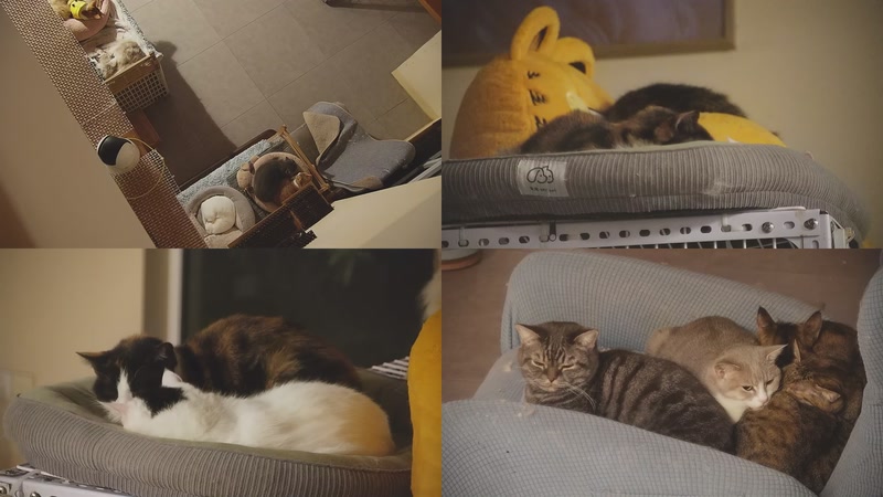 【2025-12-05 02点场】喵放送：喵放送☀️喵呜~