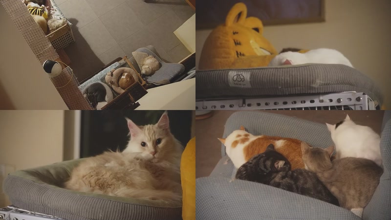 【2025-12-05 04点场】喵放送：喵放送☀️喵呜~