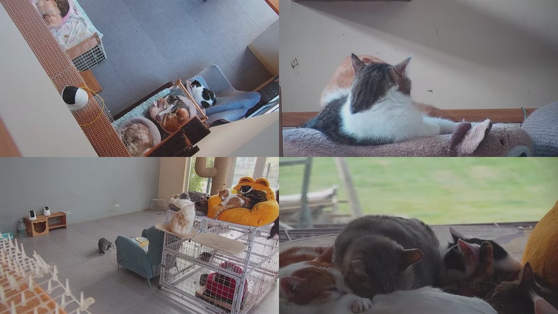 【2025-12-05 08点场】喵放送：喵放送☀️喵呜~