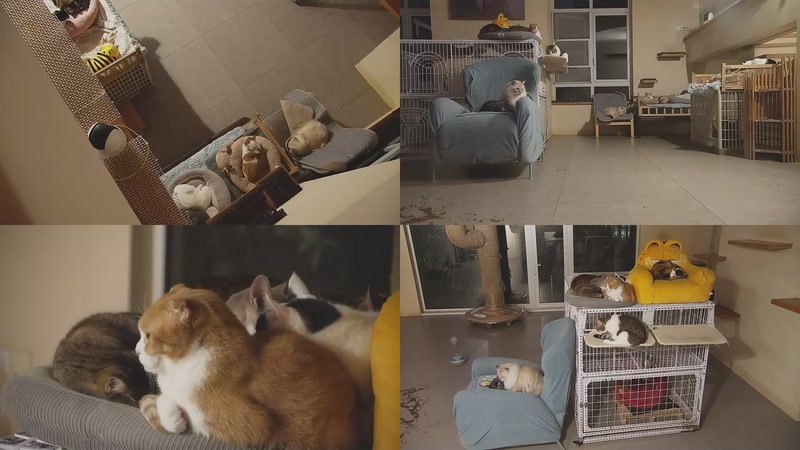 【2025-12-04 22点场】喵放送：喵放送☀️喵呜~