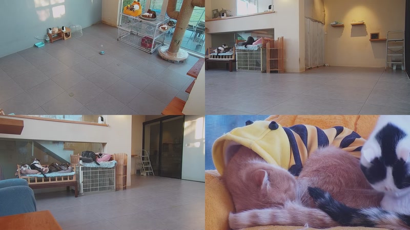 【2025-12-06 16点场】喵放送：喵放送☀️喵呜~