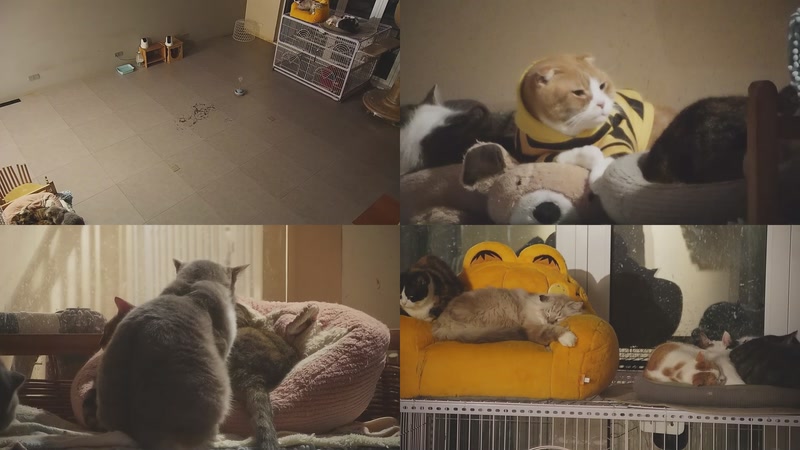 【2025-12-06 00点场】喵放送：喵放送☀️喵呜~