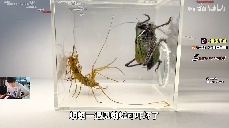 这是我剪辑的椰汁糕冬瓜强的直播精彩时刻，快来看看吧~