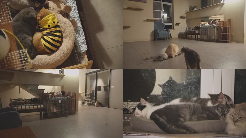 【2025-12-05 22点场】喵放送：喵放送☀️喵呜~