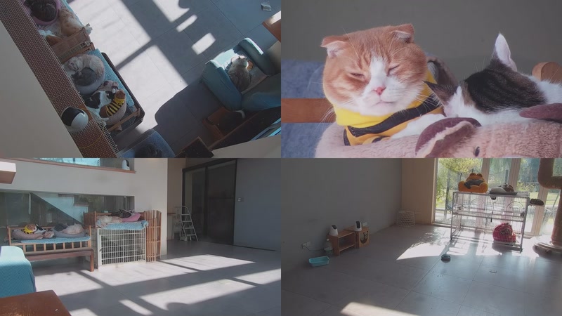 【2025-12-06 10点场】喵放送：喵放送☀️喵呜~