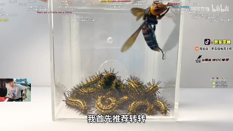 这是我剪辑的椰汁糕冬瓜强的直播精彩时刻，快来看看吧~