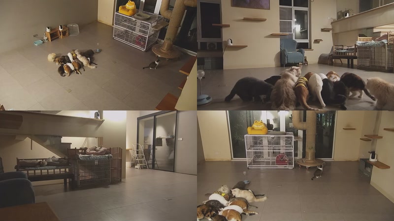 【2025-12-06 20点场】喵放送：喵放送☀️喵呜~