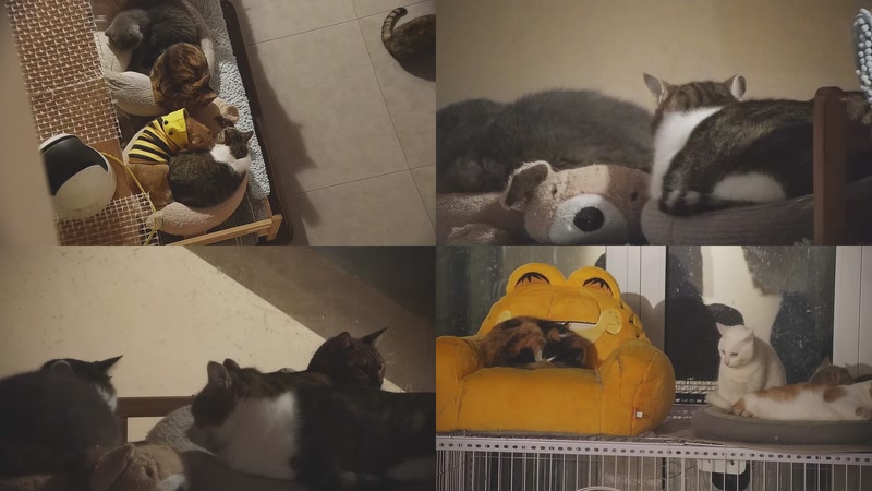 【2025-12-06 06点场】喵放送：喵放送☀️喵呜~