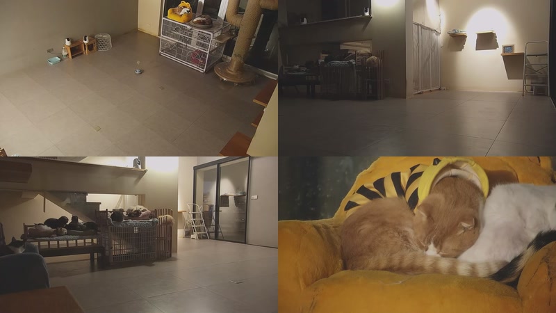 【2025-12-06 18点场】喵放送：喵放送☀️喵呜~