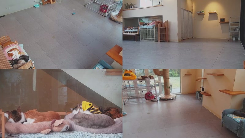 【2025-12-07 16点场】喵放送：喵放送☀️喵呜~