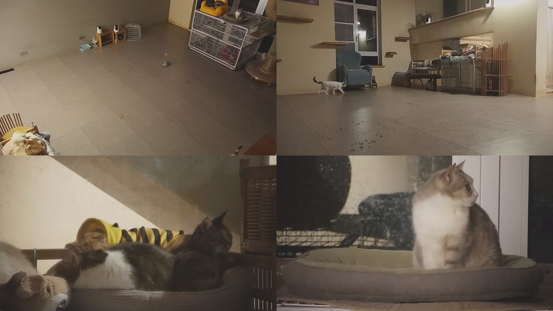 【2025-12-07 04点场】喵放送：喵放送☀️喵呜~