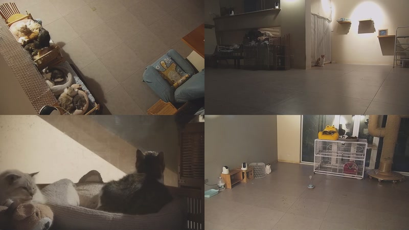 【2025-12-07 06点场】喵放送：喵放送☀️喵呜~