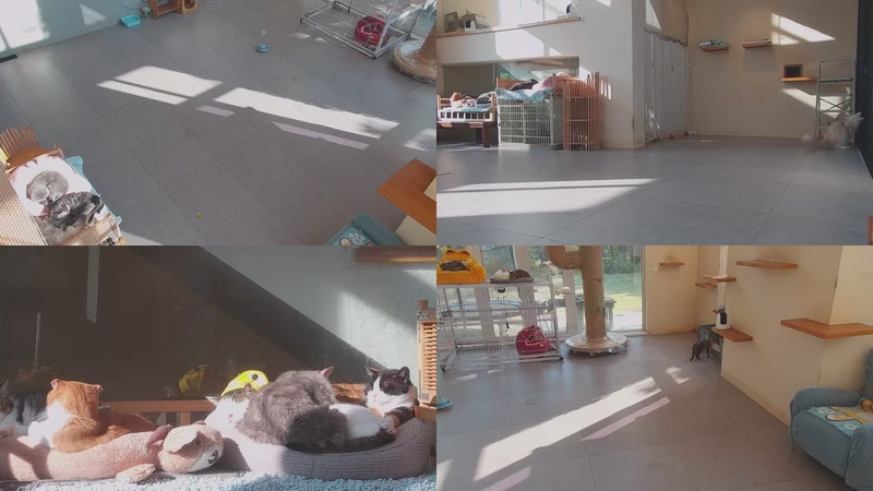 【2025-12-07 14点场】喵放送：喵放送☀️喵呜~