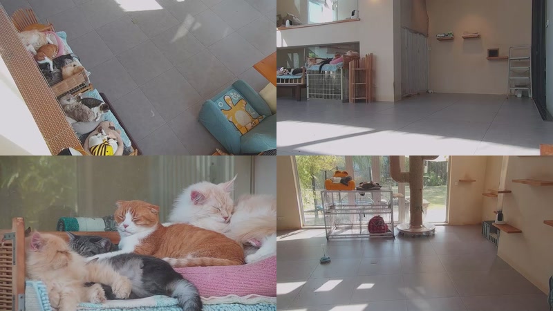 【2025-12-08 12点场】喵放送：喵放送☀️喵呜~