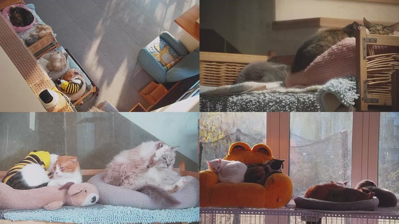 【2025-12-08 08点场】喵放送：喵放送☀️喵呜~