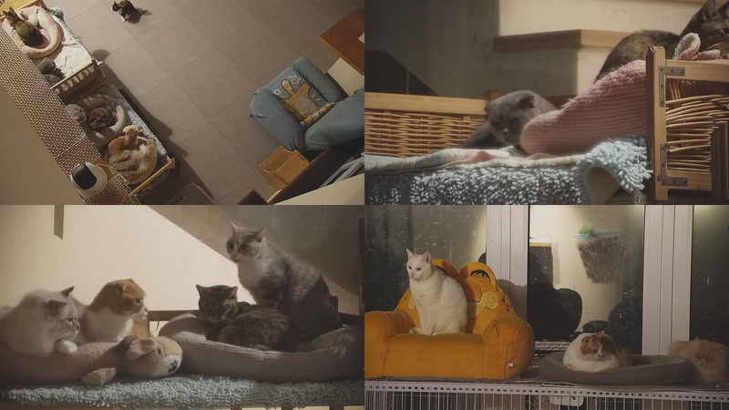 【2025-12-08 02点场】喵放送：喵放送☀️喵呜~