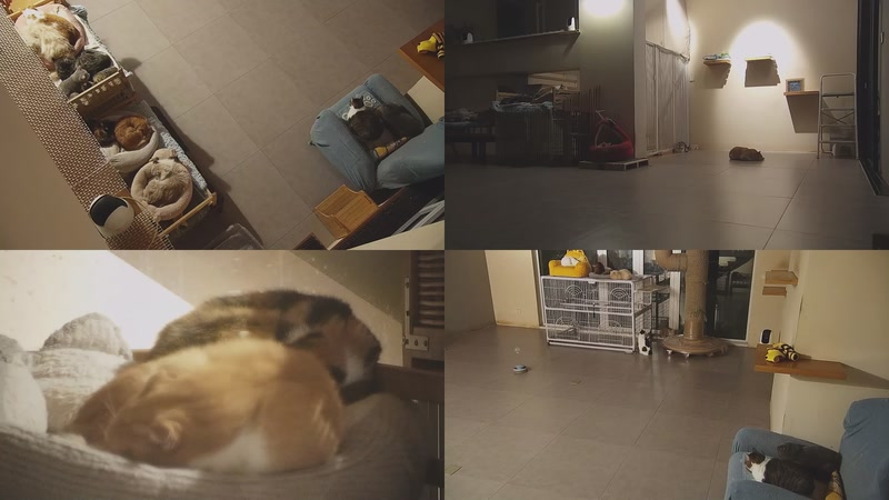 【2025-12-08 18点场】喵放送：喵放送☀️喵呜~