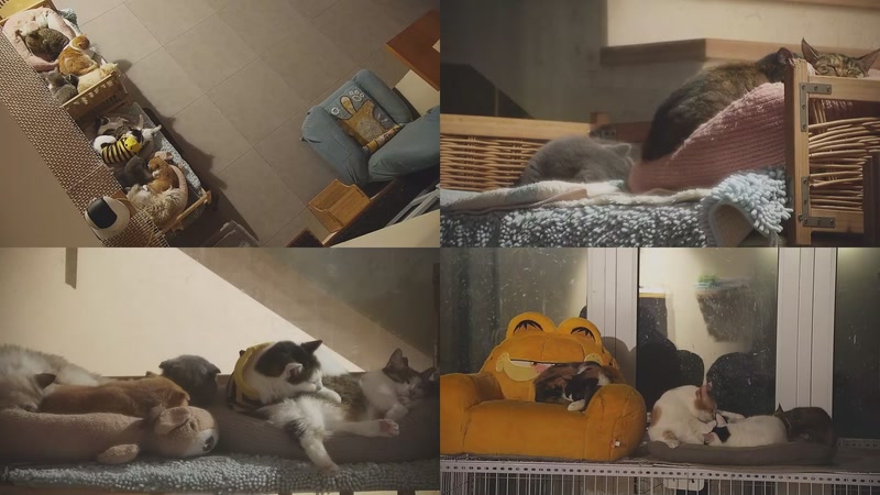 【2025-12-08 06点场】喵放送：喵放送☀️喵呜~