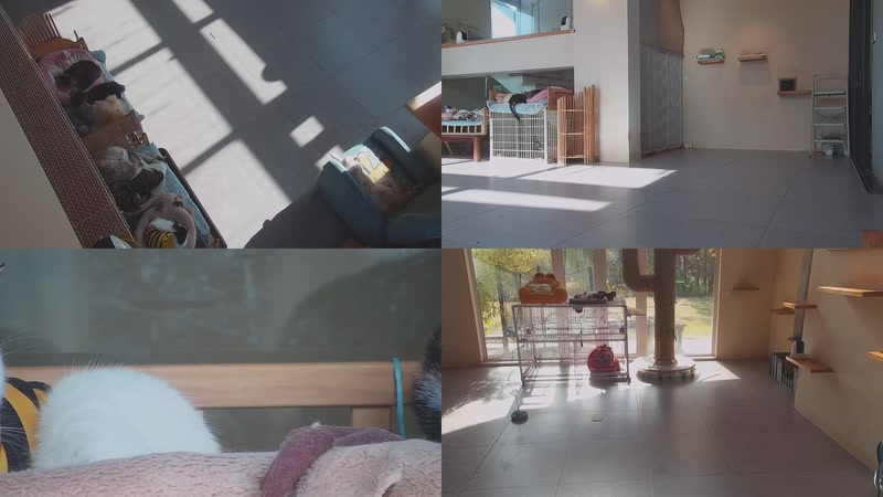 【2025-12-08 10点场】喵放送：喵放送☀️喵呜~