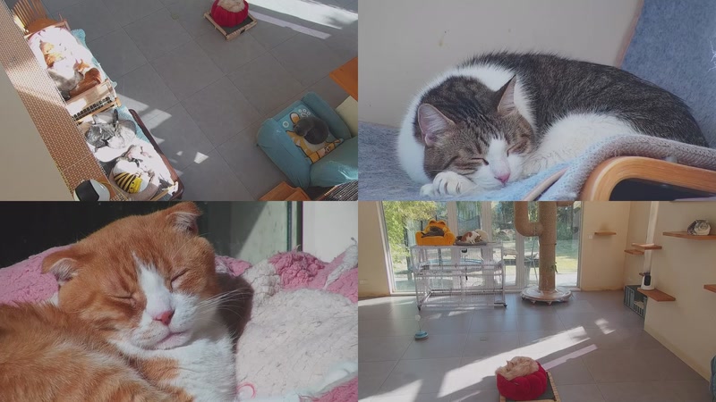 【2025-12-08 14点场】喵放送：喵放送☀️喵呜~