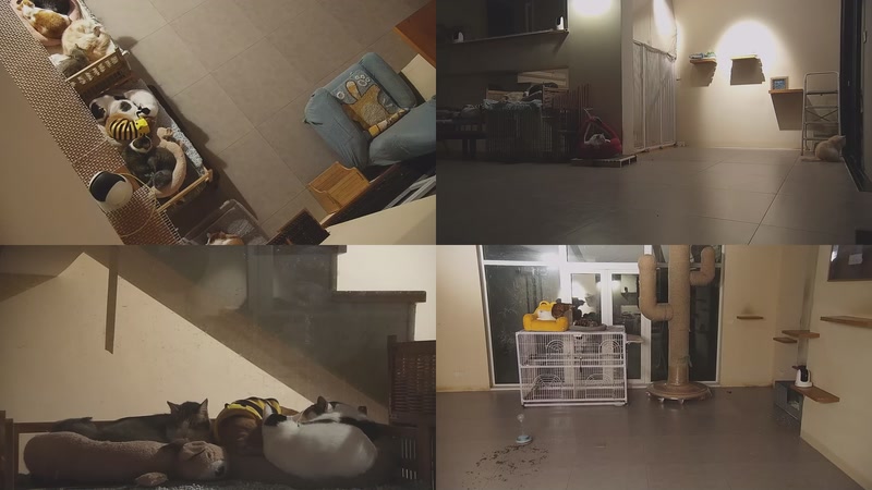 【2025-12-09 00点场】喵放送：喵放送☀️喵呜~