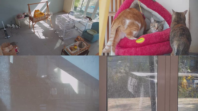 【2025-12-09 12点场】喵放送：喵放送☀️喵呜~