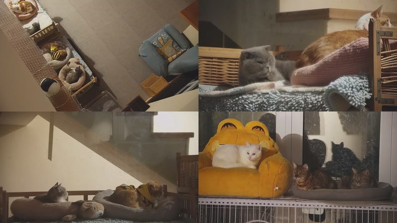 【2025-12-09 02点场】喵放送：喵放送☀️喵呜~