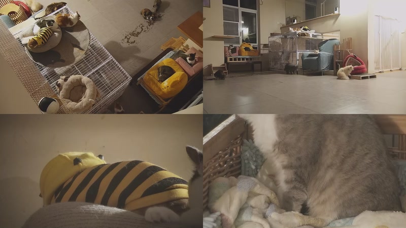 【2025-12-09 20点场】喵放送：喵放送☀️喵呜~