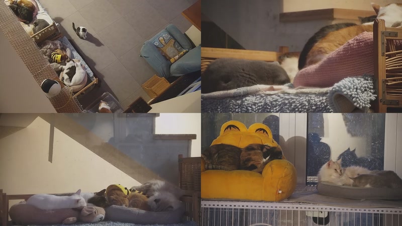 【2025-12-09 06点场】喵放送：喵放送☀️喵呜~