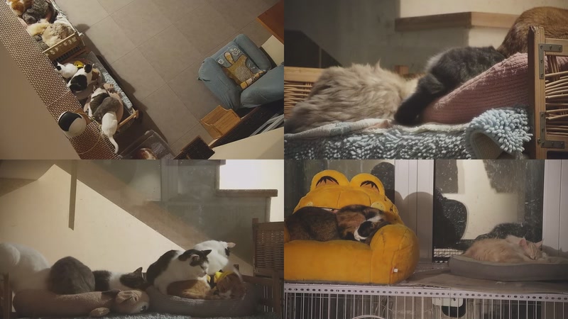 【2025-12-09 04点场】喵放送：喵放送☀️喵呜~