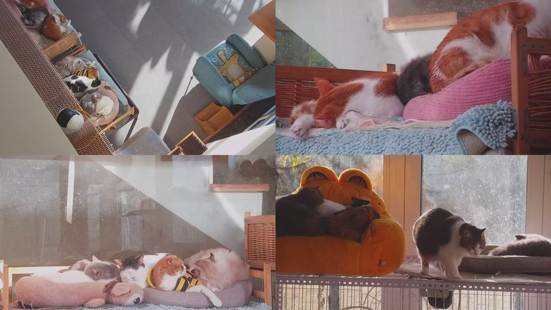 【2025-12-09 08点场】喵放送：喵放送☀️喵呜~